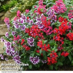 Cuphea 'Sweet Talk Collection' -Perfect Greenery CUPH SWEETTALK T51697