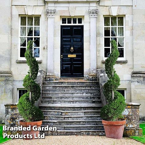 Leyland Cypress 'Castlewellan' Topiary 3 Leyland Cypress 'Castlewellan' Topiary