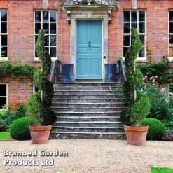 Leyland Cypress 'Castlewellan' Topiary 13 Leyland Cypress 'Castlewellan' Topiary -Perfect Greenery CUPR KB9232 F