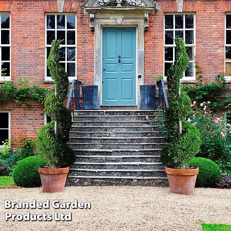 Leyland Cypress 'Castlewellan' Topiary 7 Leyland Cypress 'Castlewellan' Topiary - Image 5