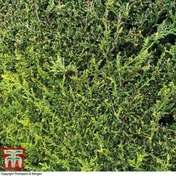 Leyland Cypress 7 Leyland Cypress -Perfect Greenery CUPR T58270 B