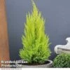 Cupressus Goldcrest Wilma 2 Cupressus Goldcrest Wilma -Perfect Greenery CUPR T59221 A