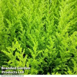 Cupressus Goldcrest Wilma -Perfect Greenery CUPR T59221 B
