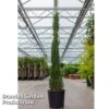 Cupressus Sempervirens 'Pyramidalis' 1 Cupressus Sempervirens 'Pyramidalis' -Perfect Greenery CUPR PYRAMIDAL S45427