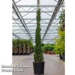Cupressus Sempervirens 'Pyramidalis'