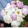 Peony 'Scented Bouquet Mix' 2 Peony 'Scented Bouquet Mix' -Perfect Greenery CUT KA9024 A