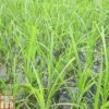 Cyperus Papyrus (Marginal Aquatic) -Perfect Greenery CYPE T78137 A h