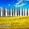 Italian Cypress -Perfect Greenery CYPR ITALIANST L26556