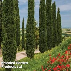 Italian Cypress -Perfect Greenery CYPR ITALIAN L12638
