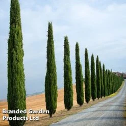 Italian Cypress -Perfect Greenery CYPR ITALIAN L26961