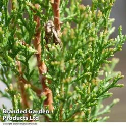 Italian Cypress -Perfect Greenery CYPR ITALIAN T24307