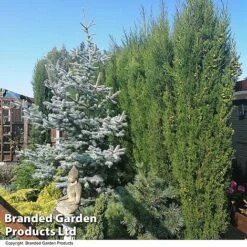 Italian Cypress -Perfect Greenery CYPR ITALIAN T26708