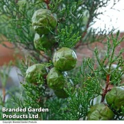 Italian Cypress -Perfect Greenery CYPR ITALIAN T26746