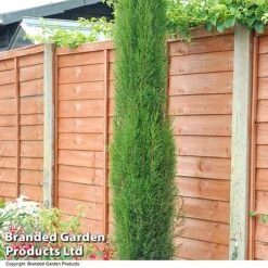 Italian Cypress -Perfect Greenery CYPR ITALIAN T43327