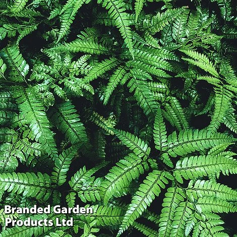 Cyrtomium Fortunei 3 Cyrtomium Fortunei