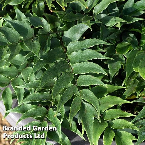 Cyrtomium Fortunei 4 Cyrtomium Fortunei - Image 2