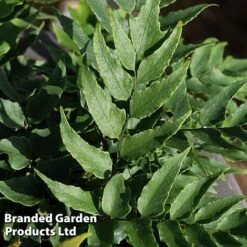 Cyrtomium Fortunei 9 Cyrtomium Fortunei -Perfect Greenery CYRT FORTUNEI S37092