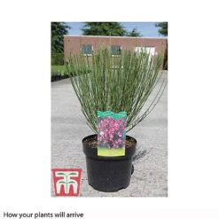 Cytisus 'Hollandia' 5 Cytisus 'Hollandia' -Perfect Greenery CYTI T66194 B