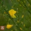 Cytisus 'Luna' -Perfect Greenery CYTI T66195 A