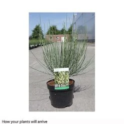 Cytisus X Praecox -Perfect Greenery CYTI T66196 A h