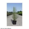 Cytisus X Praecox 'Albus' -Perfect Greenery CYTI T66197 A h