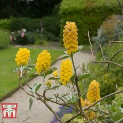 Cytisus Battandieri -Perfect Greenery CYTI TKA3102 B