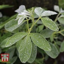 Cytisus Battandieri -Perfect Greenery CYTI TKA3102 C