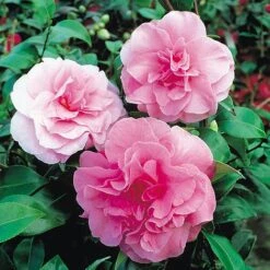 Camellia 'Tricolour' 9 Camellia 'Tricolour' -Perfect Greenery Camellia Pink