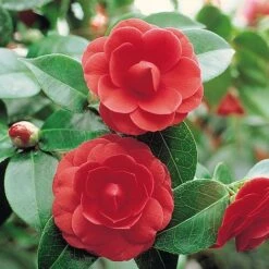 Camellia 'Tricolour' 10 Camellia 'Tricolour' -Perfect Greenery Camellia red