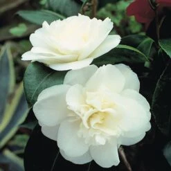 Camellia 'Tricolour' 12 Camellia 'Tricolour' -Perfect Greenery Camellia white