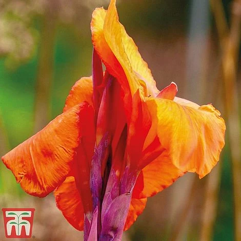 Canna Tropicanna 4 Canna Tropicanna - Image 2