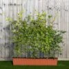 Hornbeam Instant Trough Hedge 1m (pre-grown) -Perfect Greenery Carpinus20betulus20120yr20tr