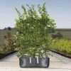 Hornbeam Ready Bag Instant Hedge 1m (pre-grown) 1 Hornbeam Ready Bag Instant Hedge 1m (pre-grown) -Perfect Greenery Carpinus20betulus201yr20rhb20copy