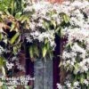 Clematis Armandii 'Snowdrift' -Perfect Greenery Clematis Snowdrift KC4972 A