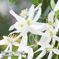 Clematis Armandii 'Snowdrift' -Perfect Greenery Clematis Snowdrift KC4972 B