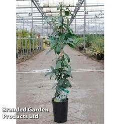 Clematis Armandii 'Snowdrift' -Perfect Greenery Clematis Snowdrift KC4972 C