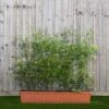 Hawthorn Instant Trough Hedge 1m (pre-grown) -Perfect Greenery Crataegus20monogyna20120yr20tr