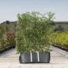 Hawthorn Ready Bag Instant Hedge 1m (pre-grown) -Perfect Greenery Crataegus20monogyna20copy