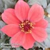 Dahlia Happy Days Red -Perfect Greenery DAHL 64014 A