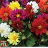 Dahlia 'Figaro Mixed' -Perfect Greenery DAHL T16166 A