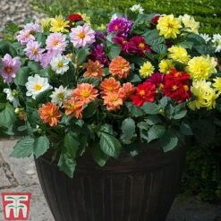 Dahlia 'Figaro Mixed' -Perfect Greenery DAHL T16166 B