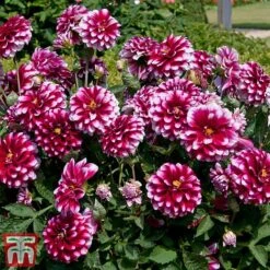 Dahlia 'Dalina Salinas' (The Windmill Dahlia) -Perfect Greenery DAHL TKA0923 B