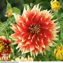 Dahlia 'Dinner Plate' Collection -Perfect Greenery DAHL WKB4101 E