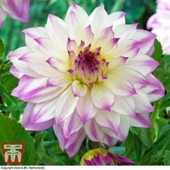 Dahlia 'Dinner Plate' Collection -Perfect Greenery DAHL WKB4101 F