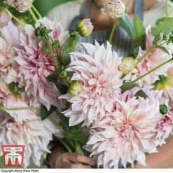 Dahlia 'Dinner Plate' Collection -Perfect Greenery DAHL WKB4101 G