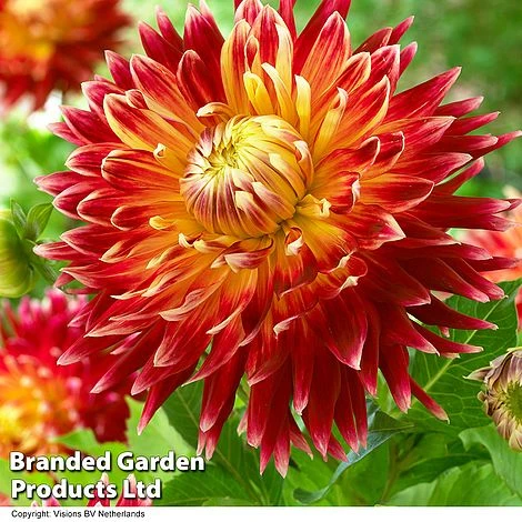 Dahlia 'Dark Diamond Mix' 4 Dahlia 'Dark Diamond Mix' - Image 2