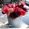 Dahlia 'Autumn Shades Mix' -Perfect Greenery DAHL AUTUMNSHA T44253