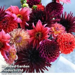 Dahlia 'Autumn Shades Mix' -Perfect Greenery DAHL AUTUMNSHA T44259