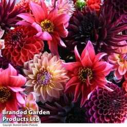 Dahlia 'Autumn Shades Mix' -Perfect Greenery DAHL AUTUMNSHA T44260