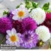 Dahlia 'Berry Sorbet Mix' -Perfect Greenery DAHL BERRYSORB T44248